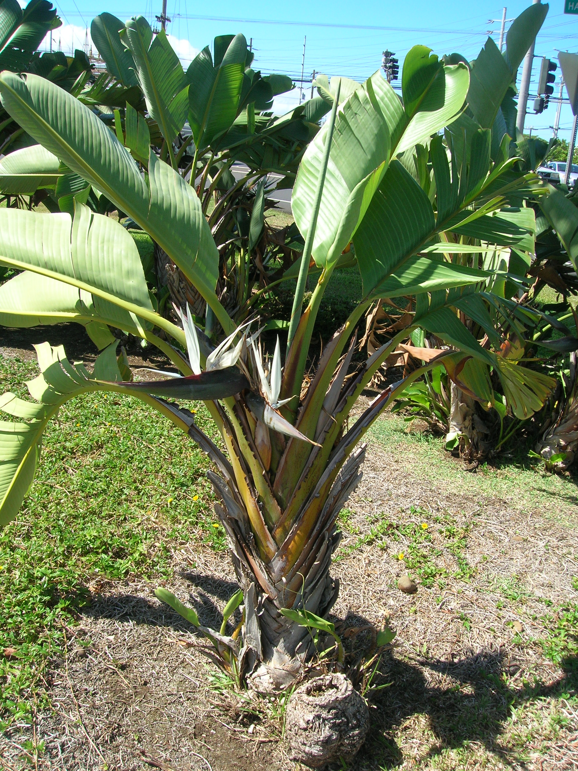Стрелитция Николая (Strelitzia nicolai)