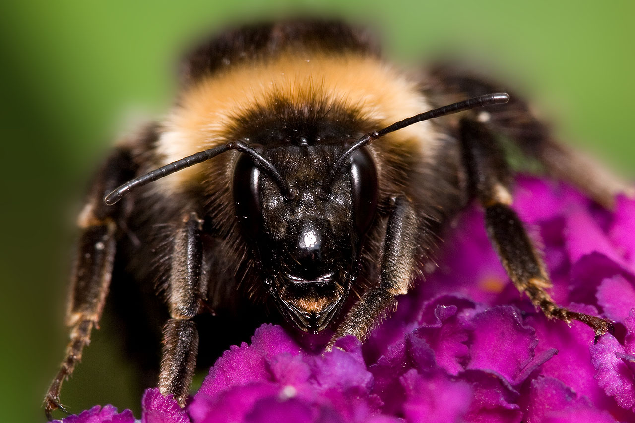Bombus 8.jpg