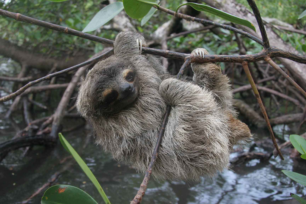 Bradypus pygmaeu iucn.jpg