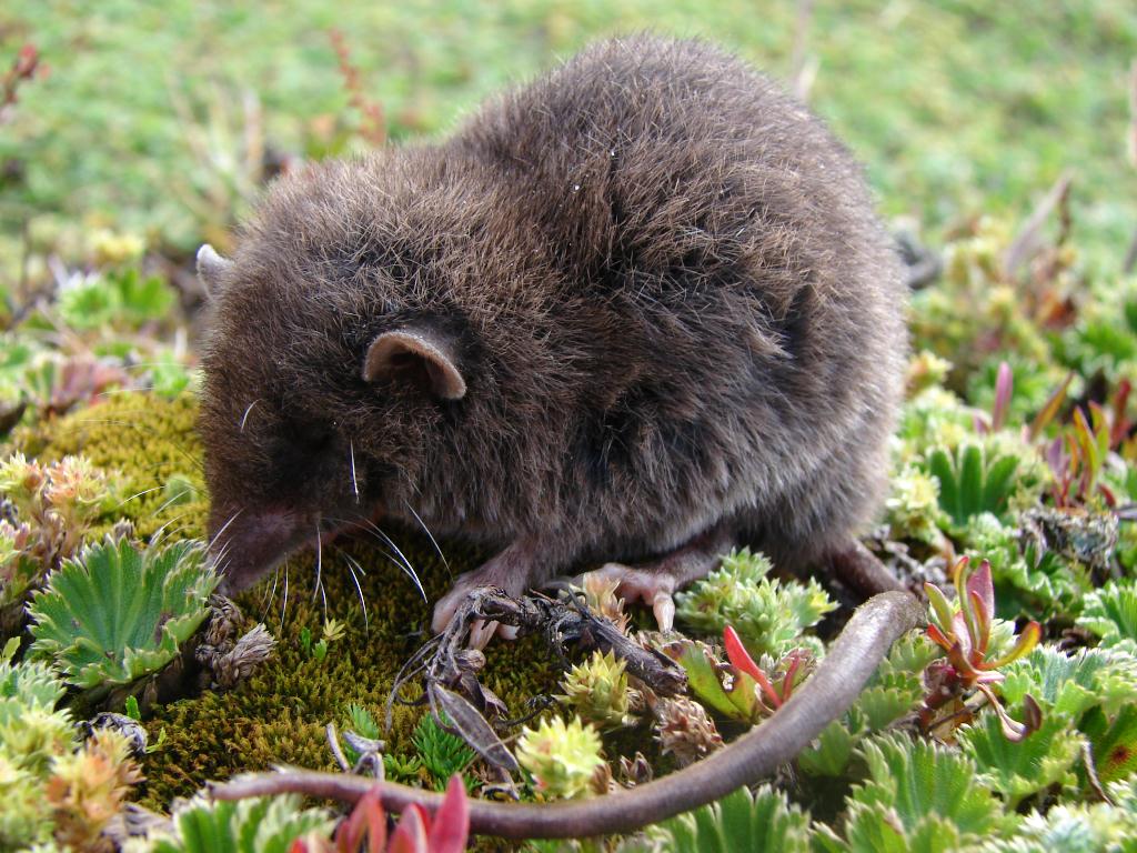Caenolestidae.jpg