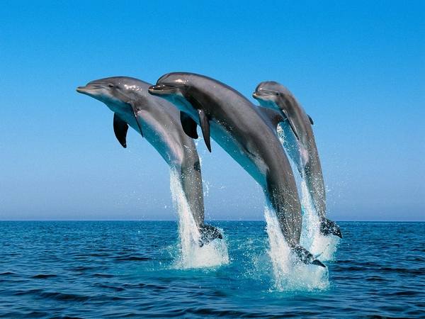 Delphinidae.jpg