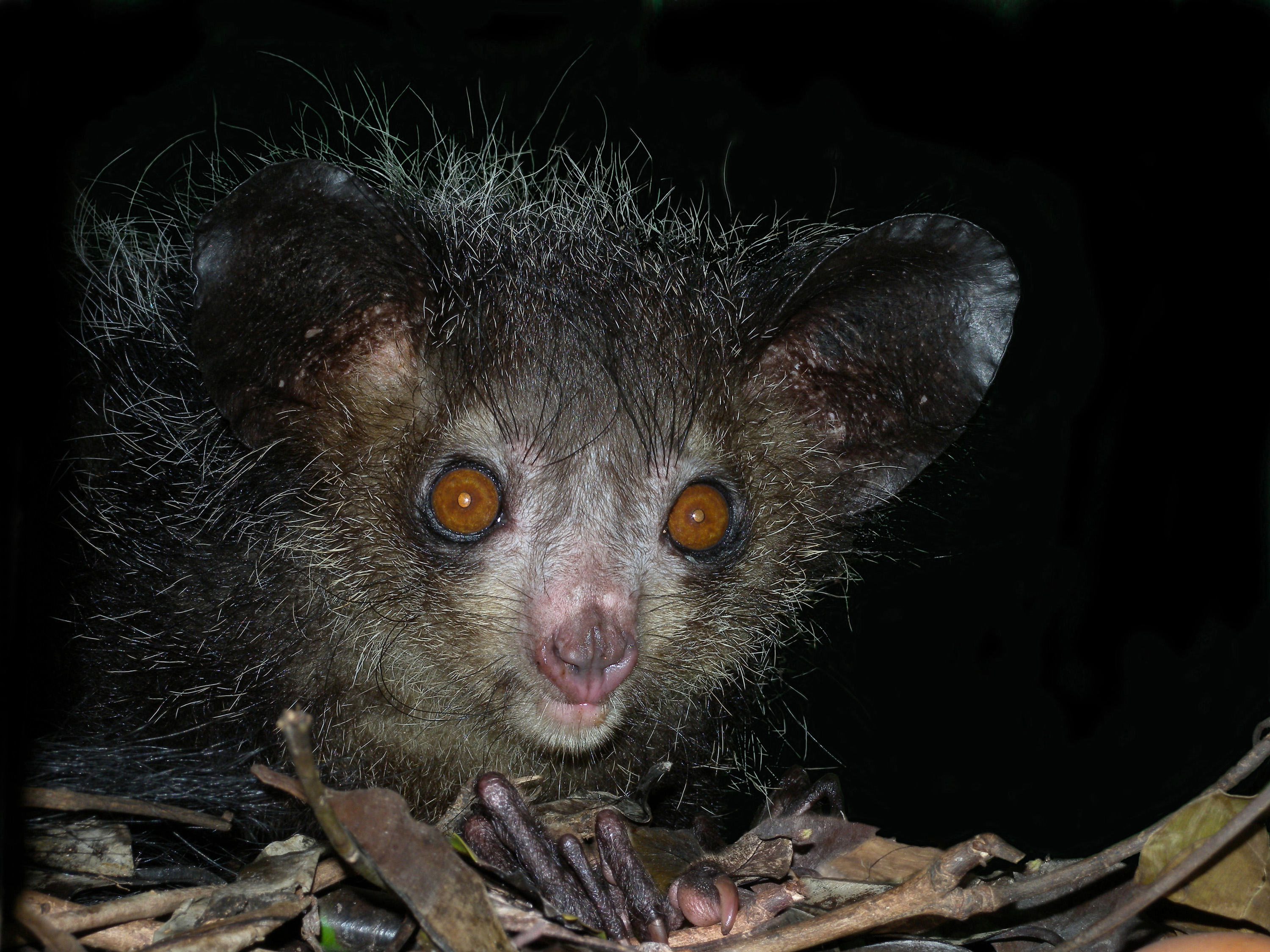Aye-aye at night in the wild in Madagascar.jpg