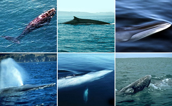 Cetacea 4.jpg