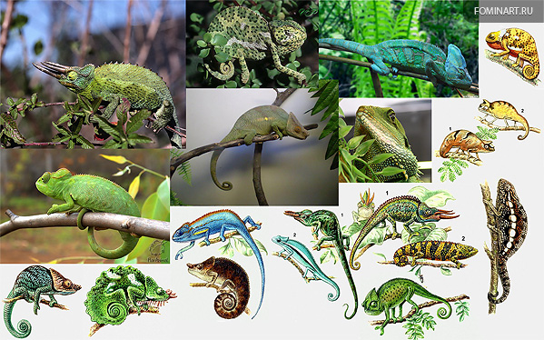 Chamaeleonidae.jpg