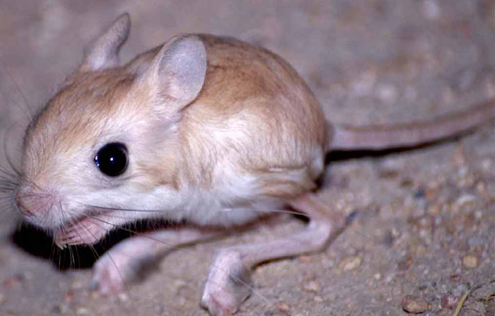 Rodentia 4.jpg