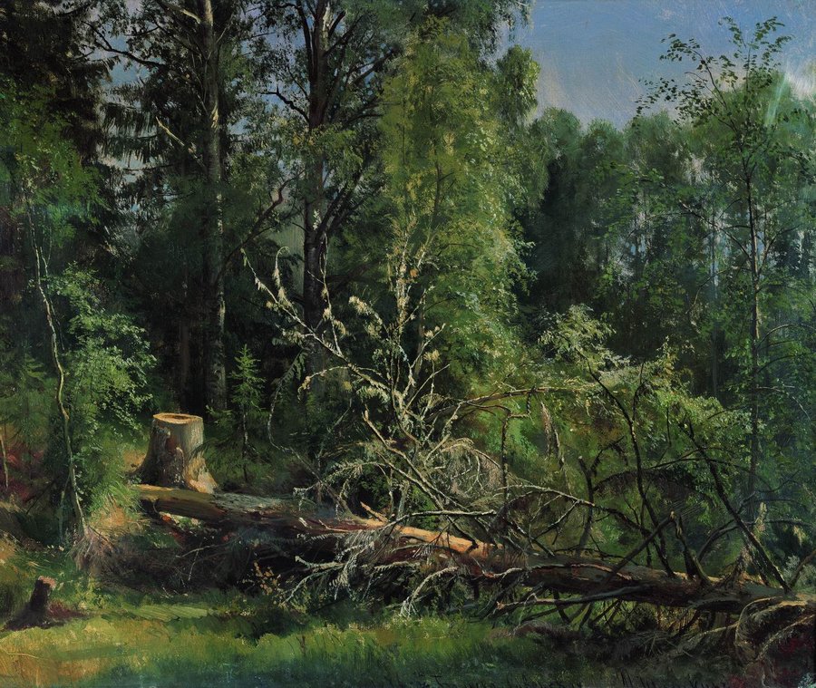 Срубленное дерево. 1875