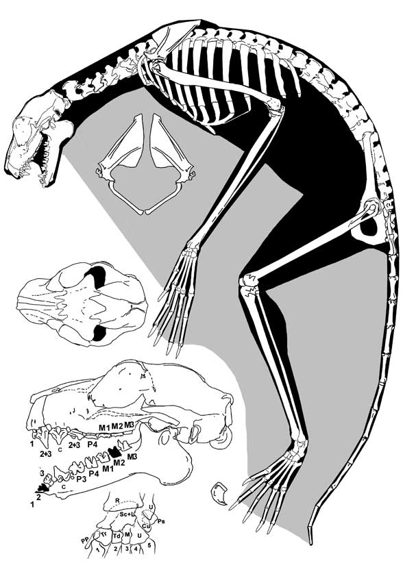 Dermoptera 5.jpg