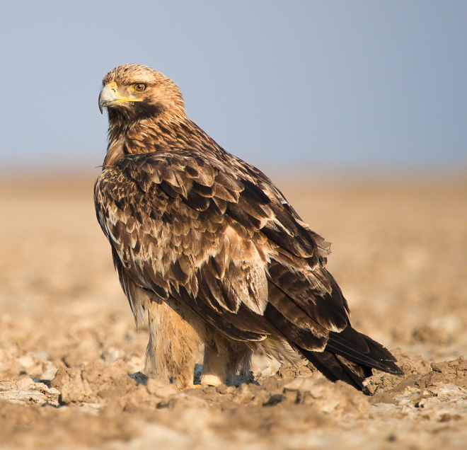 Eastern Imperial Eagle cr.jpg