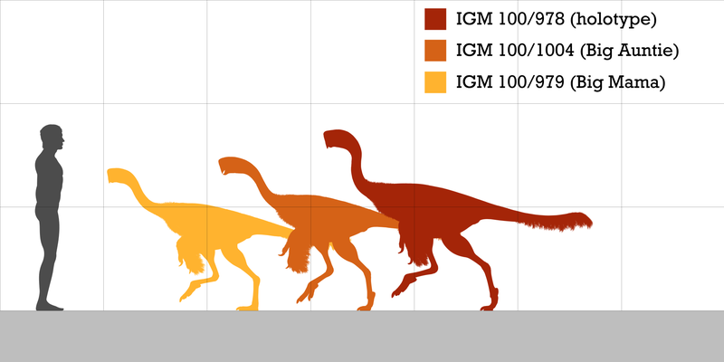 Citipati size.png