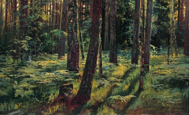 Папоротники в лесу. Сиверская. 1883