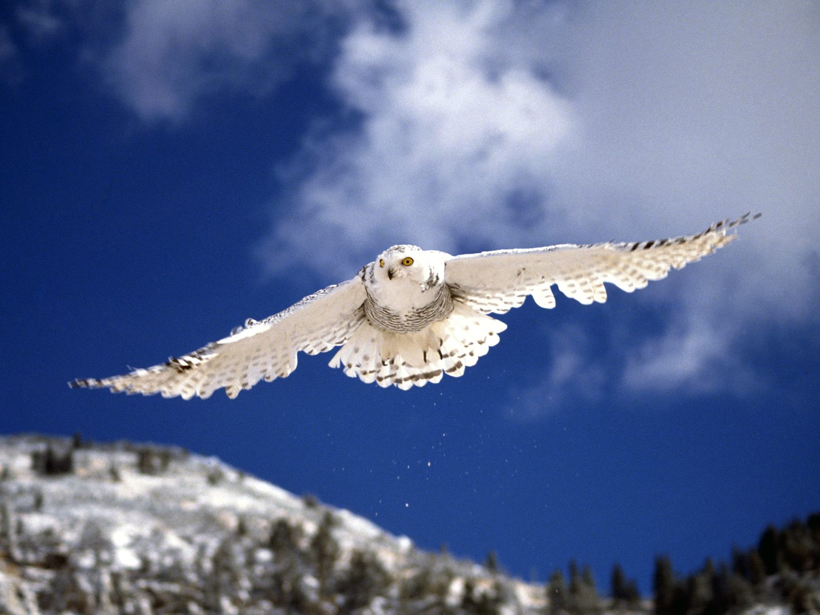 Bubo scandiacus 1.jpg