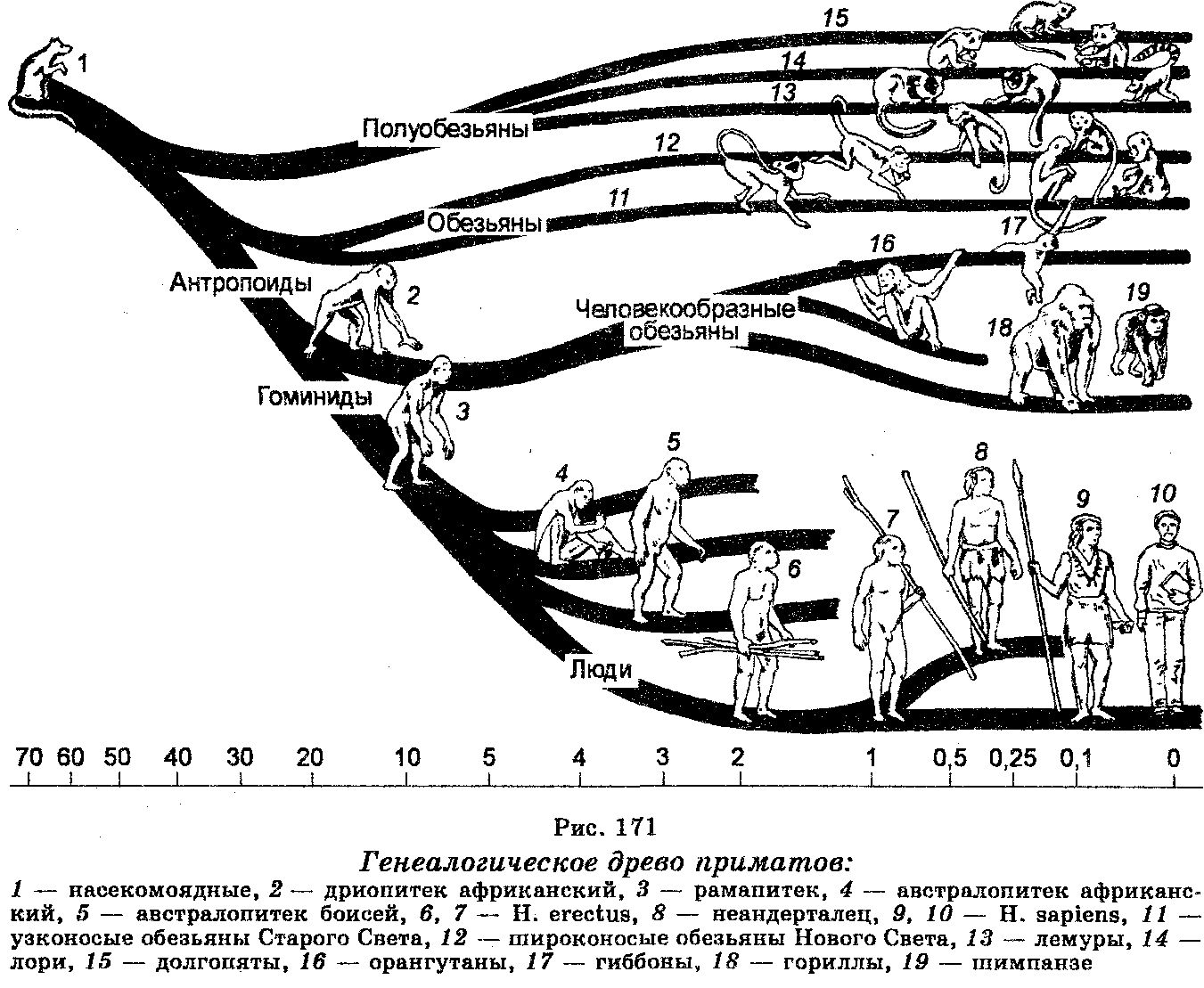 Primates 1.png
