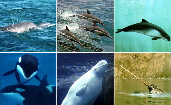 Cetacea 3.jpg