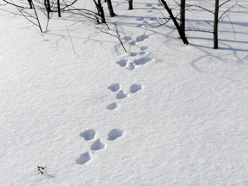 Lagomorpha 6.JPG