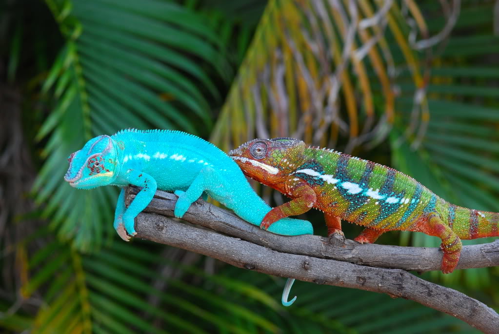 Chamaeleonidae 1.jpg
