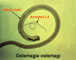 El4adsm.1.jpg