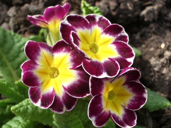 Primula 21.jpg