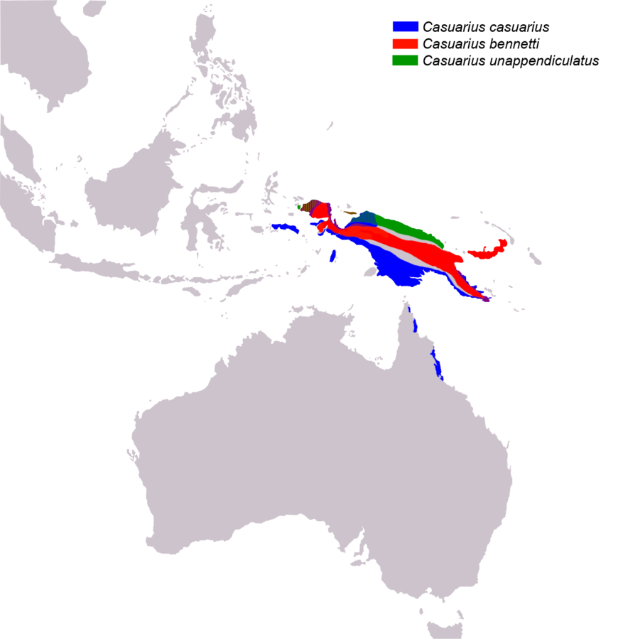 Cassowary distribution map.png