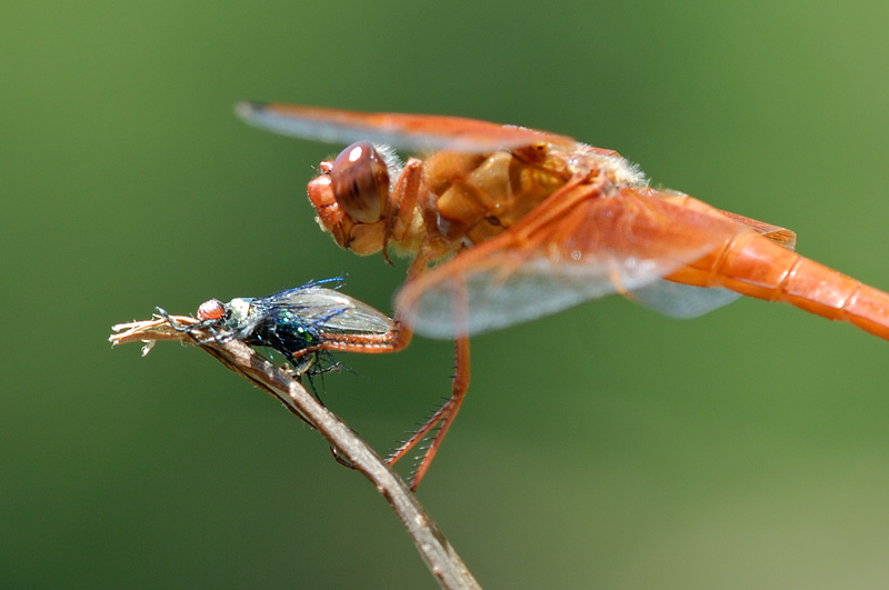 Odonata 5.jpg
