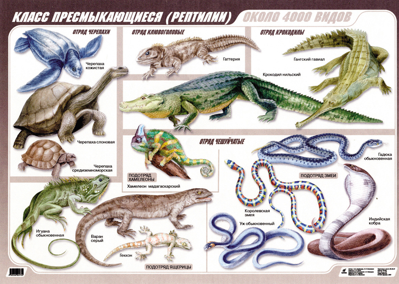 Reptilia 1.jpg
