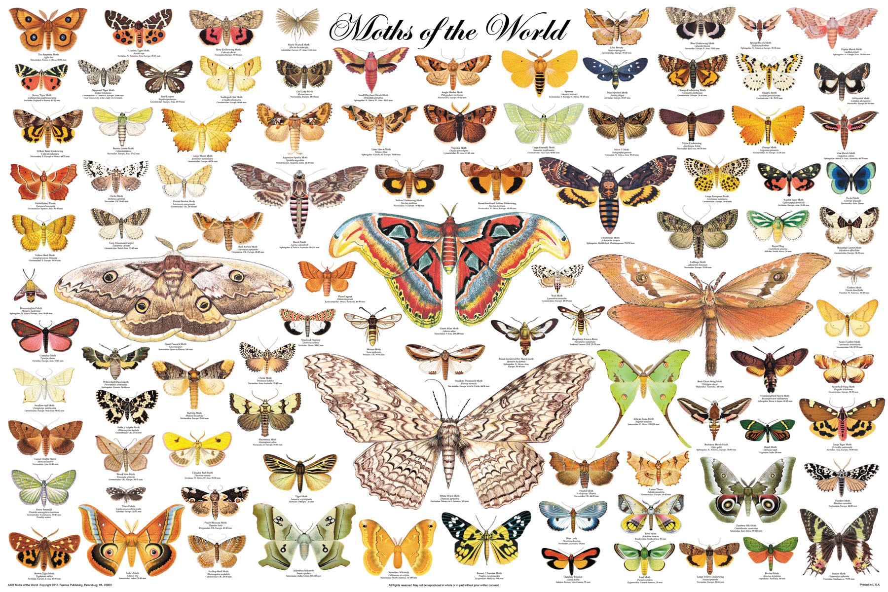 Lepidoptera 11.jpg