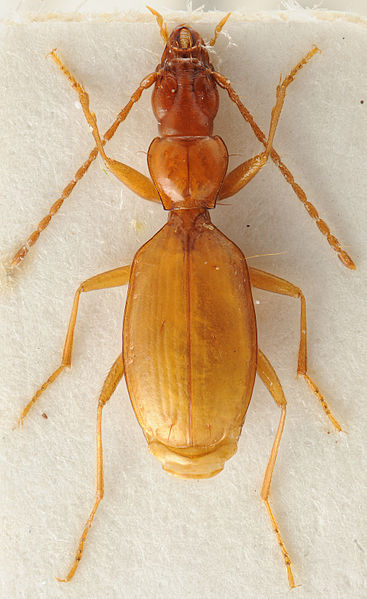 Anophthalmus hitleri.jpg