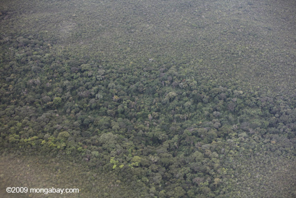 Amazon rainforest and cerrado.jpg