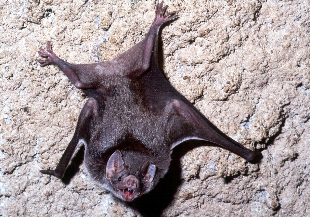 Chiroptera 11.jpg