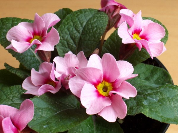 Primula 25.jpg