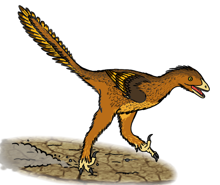 Sinovenator (update).png