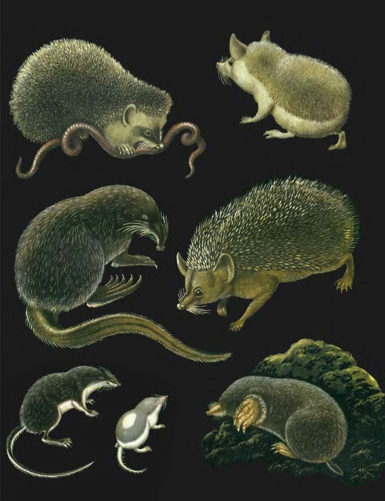 Erinaceidae.jpg