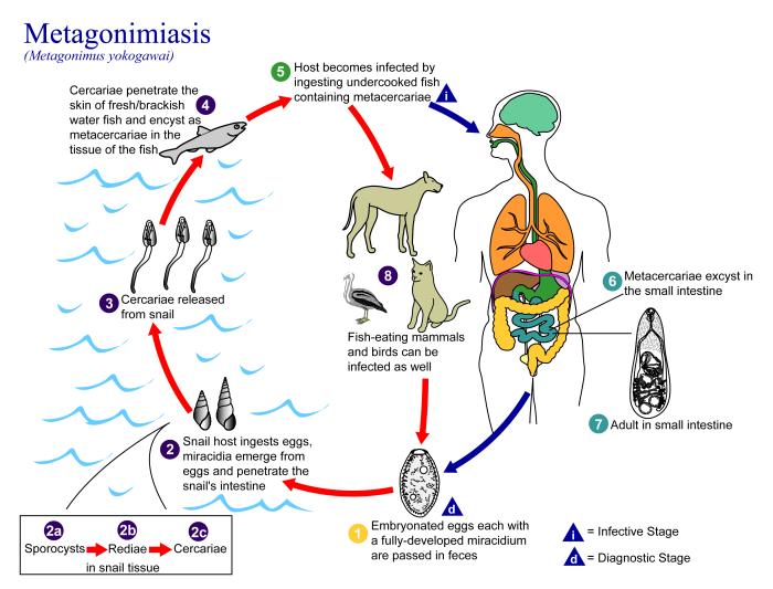 Metagonamiasis Life Cycle.jpg