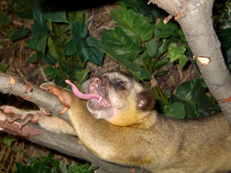 Potos flavus.jpg