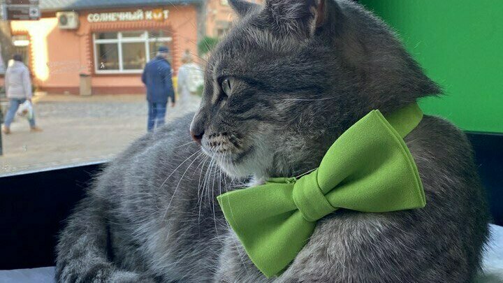 Кот Сергей 3.jpg
