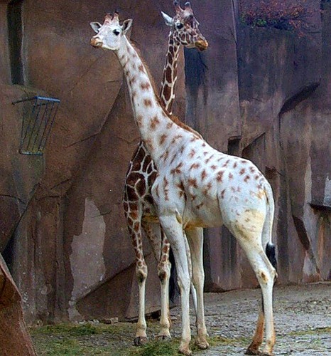 Giraffa 9.jpg