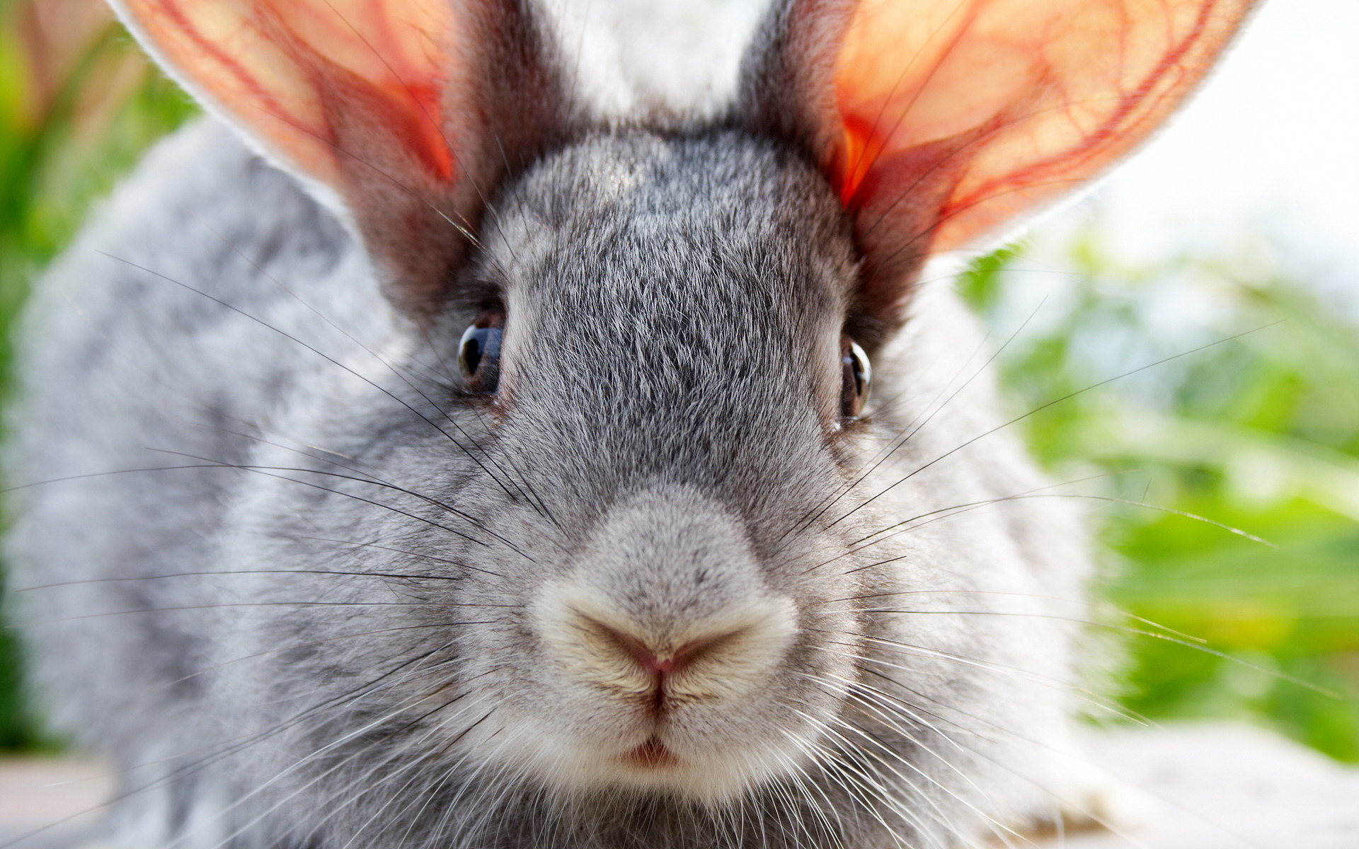 Lagomorpha 5.jpg