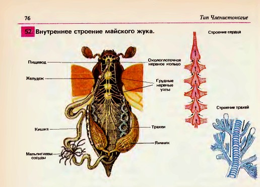 Melolontha 8.jpg