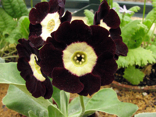 Primula 23.jpg