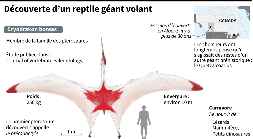 Image-shows-of-A-New-Species-Cryodrakon-boreas-identified.png