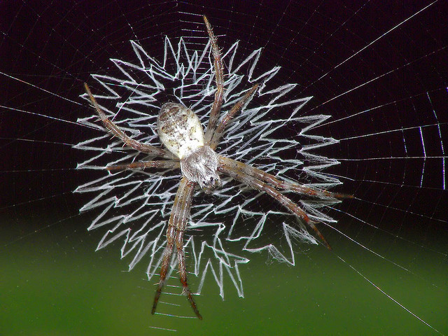 Araneae 16.jpg