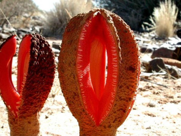 Hydnoraceae.jpg