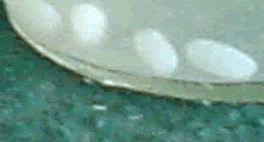 F0206105.gif