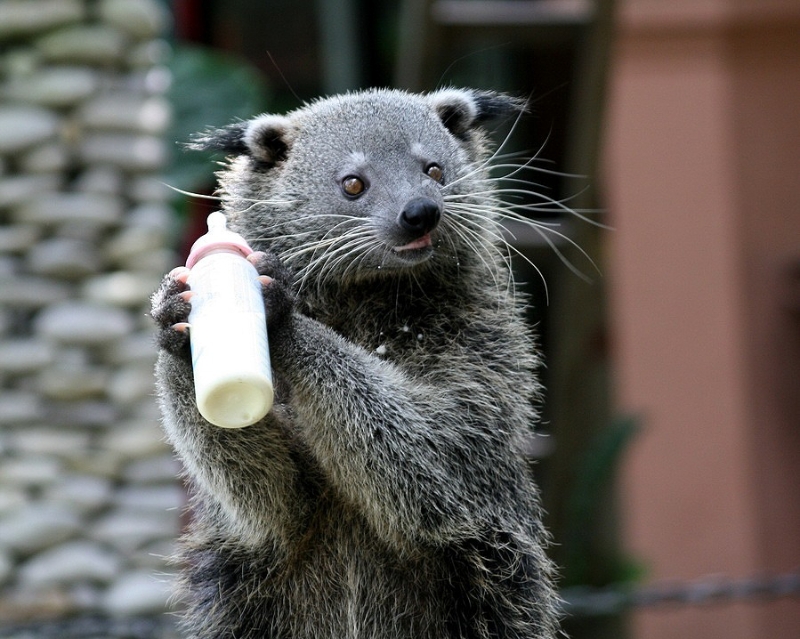 Arctictis binturong 7.jpg