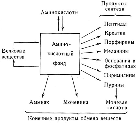 Azot obmen1.jpg
