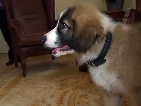 Baffi Putin dog.jpg