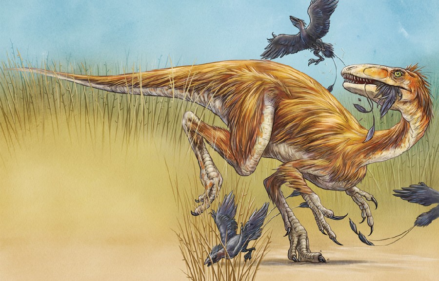 Sinocalliopteryx 369b.jpg