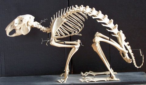 Lagomorpha 12.jpg