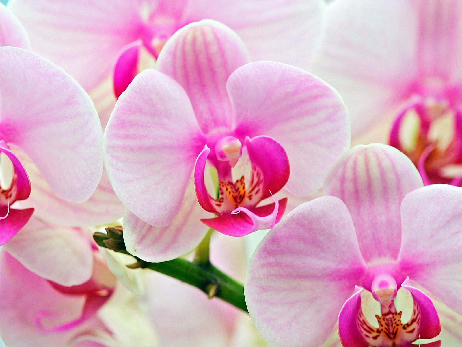 Phalaenopsis 6.jpg