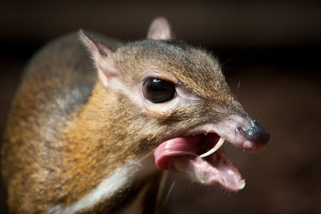 Tragulidae 4.jpg