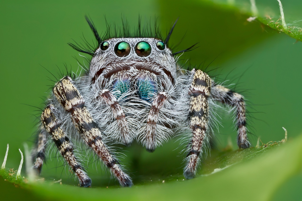 Araneae 1.jpg